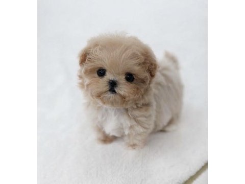 Tr de tek özel maltıpoo yavrularımız