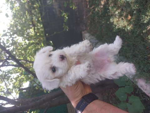 Orijinal maltese terrier yavrularımız