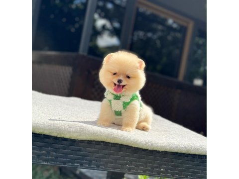 Yavru pomeranian boolarımız
