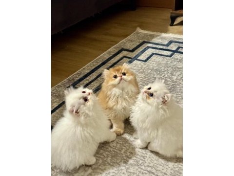 Golden british longhair yavrumuz gelmiştir