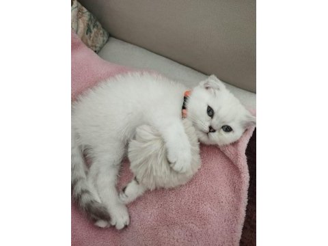 Satılık scottish fold