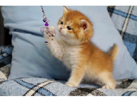 Ankranın en güzel ny12 golden british shorthair yavruları