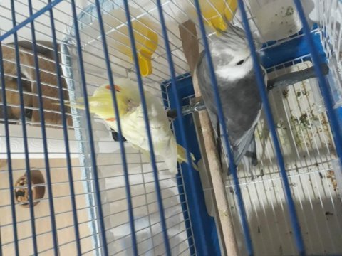 Lutino vefe çift eş sultanlar