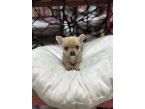 Fawn erkek chihuahua yavru