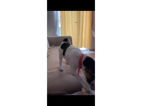 4 aylık dişi jack russell