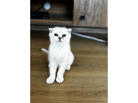 Anne baba şecereli bebek kediler
