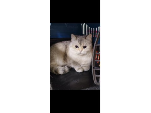 Ny 11 33 british shorthair silver