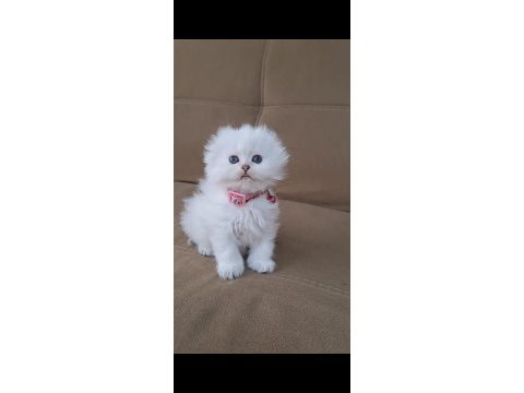 Scottish fold longhair a kalite kusur anatomi