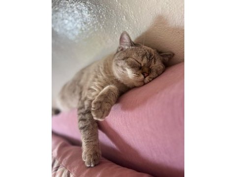 Bir ömürlük yuva arıyor 1 yaşında british shorthair