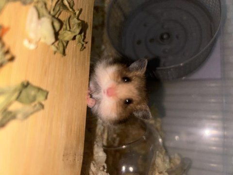 Minik tatlı hamsterlarımıza yuva arıyoruz