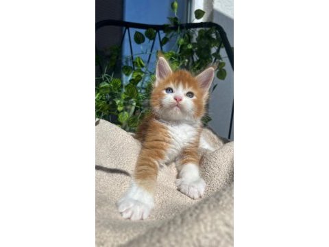 Sağlık ve ırk garantili minik maine coon devler