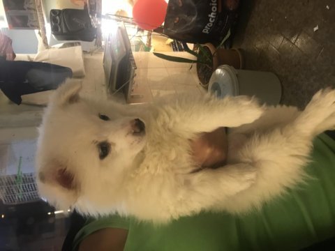 Dişi 1 buçuk aylık pomeranian