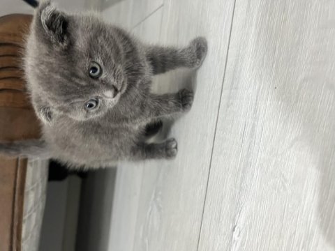 Scottish fold gri