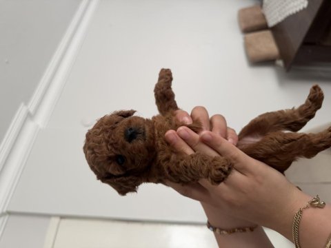 Toy poodle ev ortamından