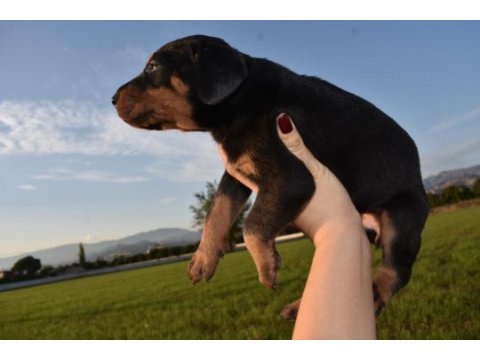 Europa doberman yavrular