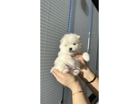 Pomeranian boo orjinal