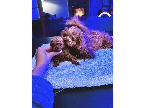 Show kalite tea cup kore poodle
