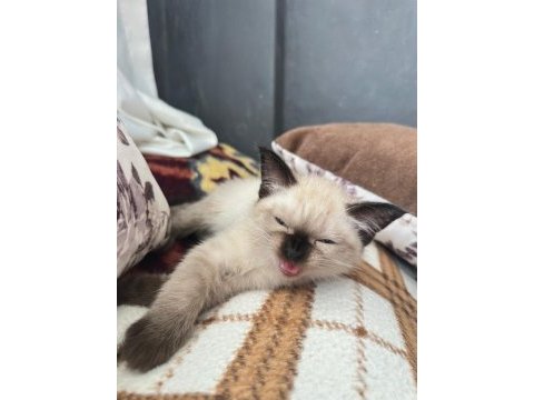 Nadir güzellikte dişi siyam yavrusu