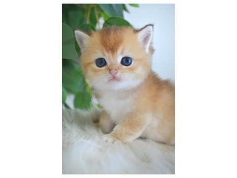 British shorthair golden yavruları