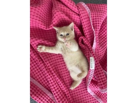 British shorthair erkek kedime yuva arıyorum