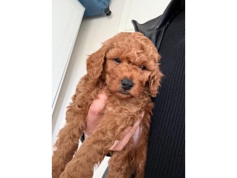 Kore toy poodle