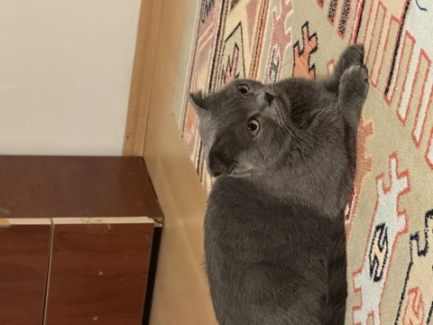 Scottish fold 2 yaşında dişi