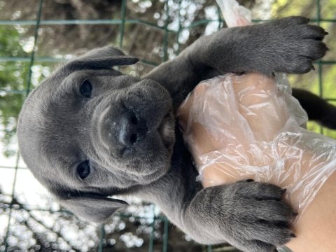 Üst kalite ırk garantili cane corso yavrular