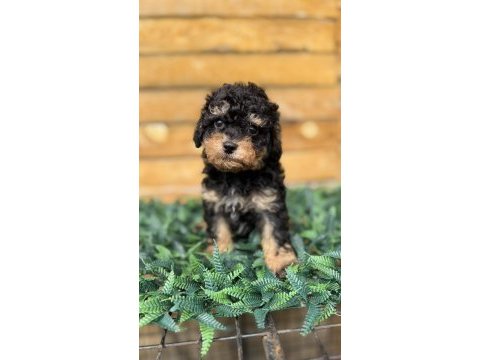 Özel renk phantom toy poodle yavrusu