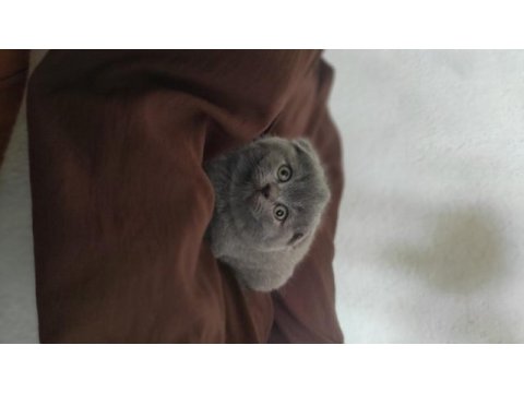 Scottish fold erkek yavru
