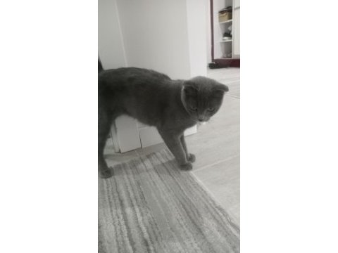 Scottish fold
