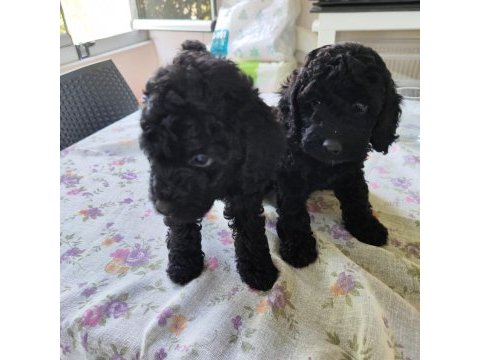 Siyah poodle anne ve yavruları