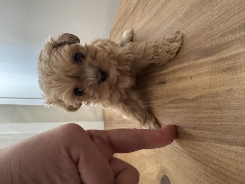 Teacup maltipoo bebek