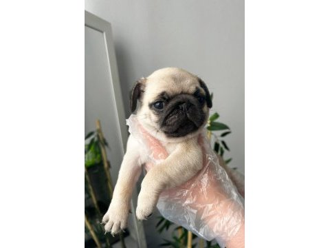 Pug mops üst kalite yavrular