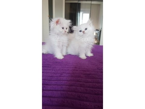 British longhair silver