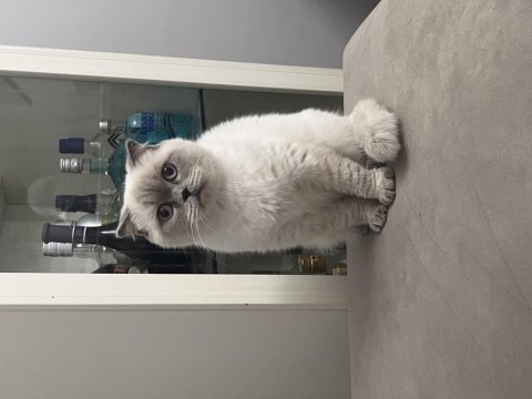 Pamuk scottish fold kızımıza yuva arıyoruz