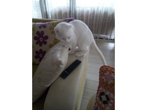 Yakışıklı british shorthair oğlumuz