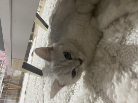 2 tane british shorthair yavrularımız