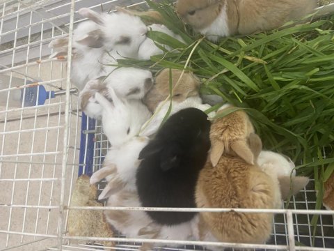 Sevimli tavşan yavruları