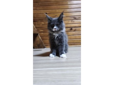 Tüm aşı ve belgeleri eksiksiz şecereli safkan maine coon