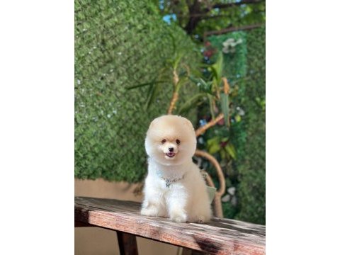 Sağlık ve ırk garantili pomeranian