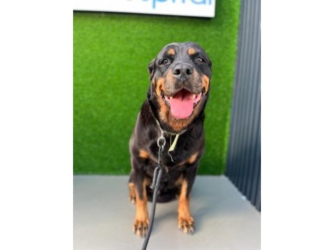 Rottweiler antalya yuva ilan