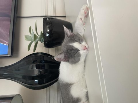 Onu ömür boyu sevecek exotic shorthair ailesini arıyoruz