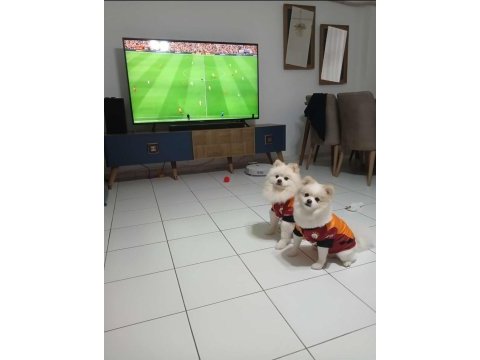 3 adet erkek pomeranian yavru
