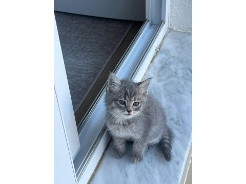 British shorthair sevimli patiler