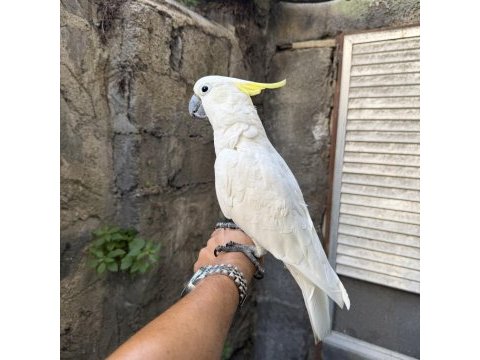 Evcil sülfür kakadu