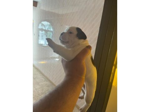 French bulldog baby