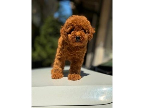 A kalite ırk sağlık garantili toy poodle yavrular