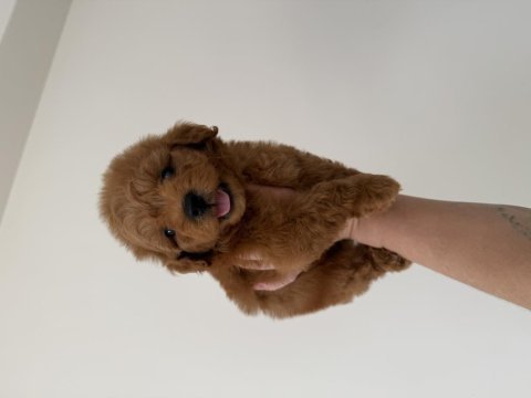 Maltipoo lekesiz 