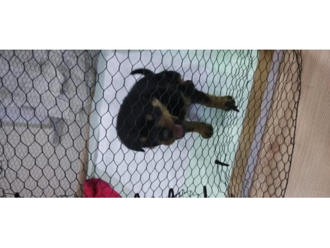 Yavru rottweiler