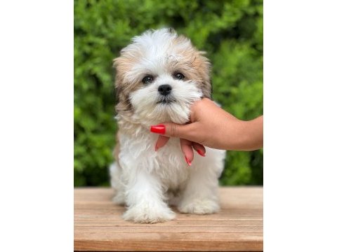 Türkiyenin en güzel morkie yavruları